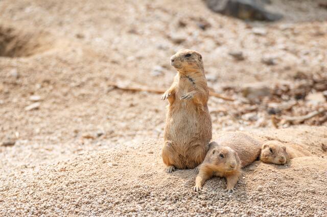エキゾチックアニマル専門店ーConnectー
