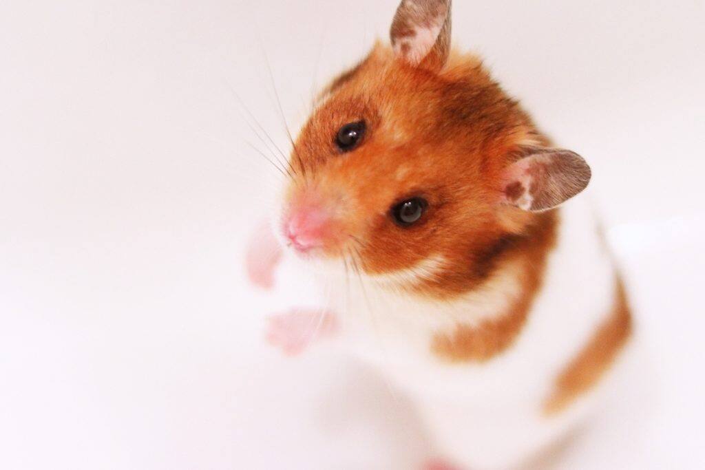 ハムスター