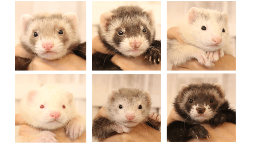 生体在庫お問い合わせ